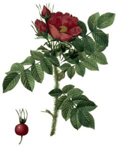 Hip and rose