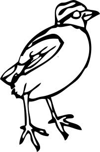 little bird