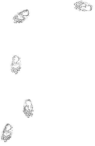 bear prints