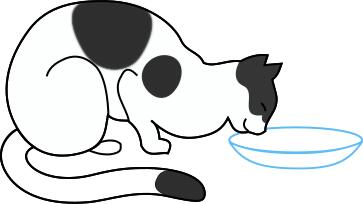 white cat drinking