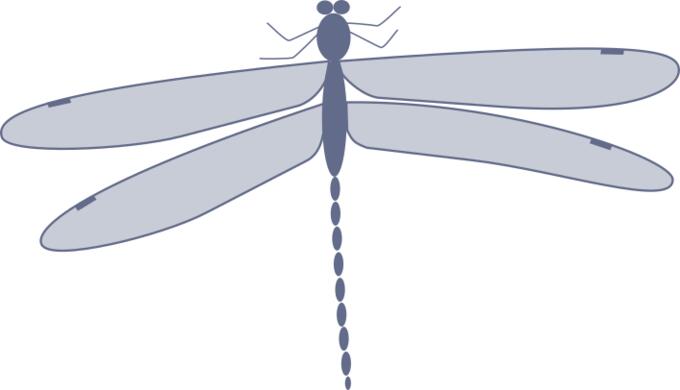 damselfly
