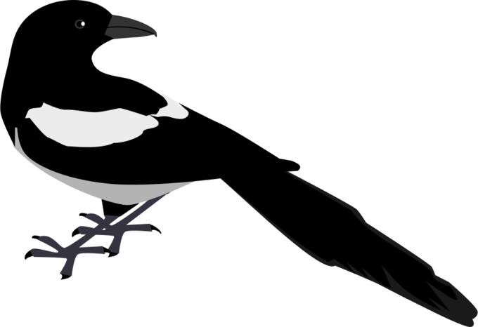 Magpie
