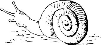 snail