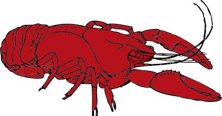 crayfish