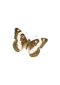 Limenitis trivena