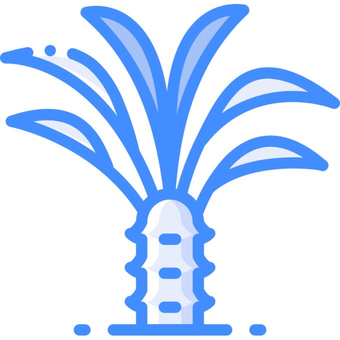 棕榈树