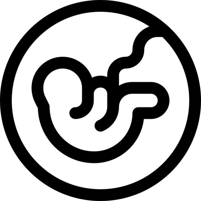 胎儿