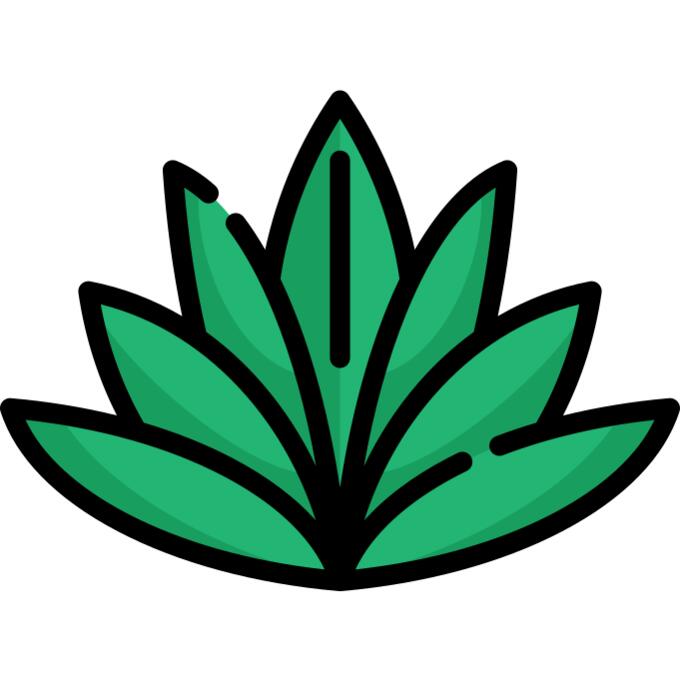 Agave