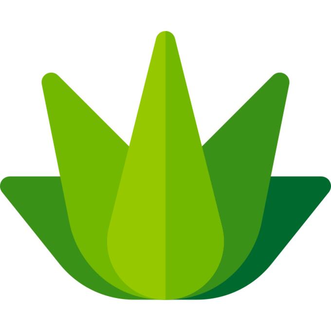 Agave