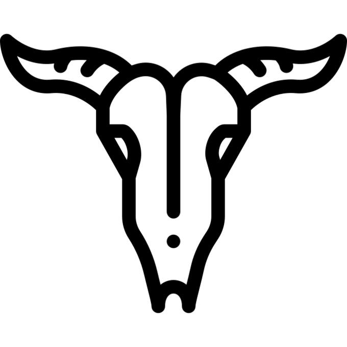 Bull skull
