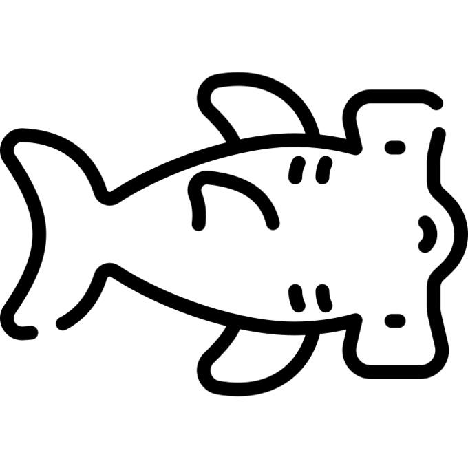 Hammerhead fish
