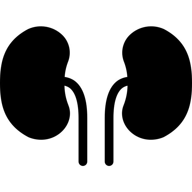 Kidney