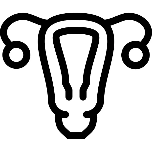 子宫