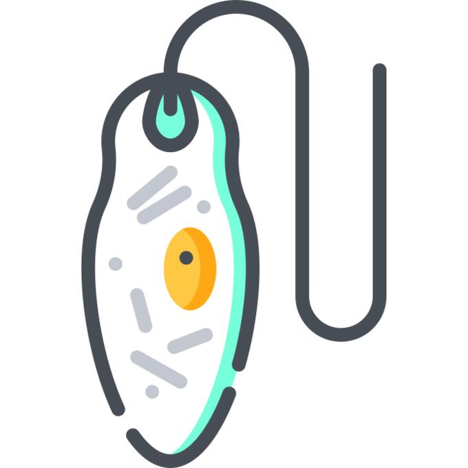 眼虫