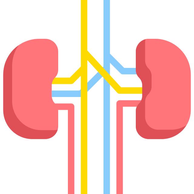 Kidney