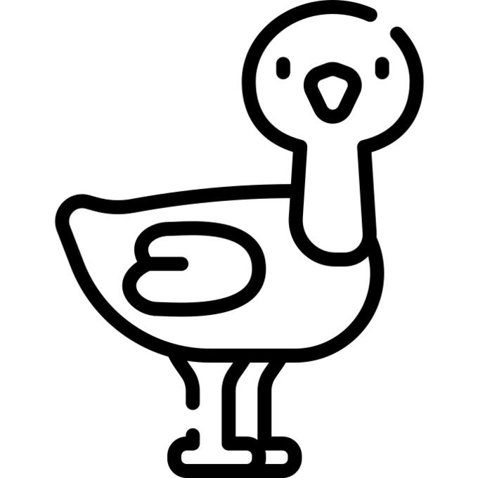 鸵鸟