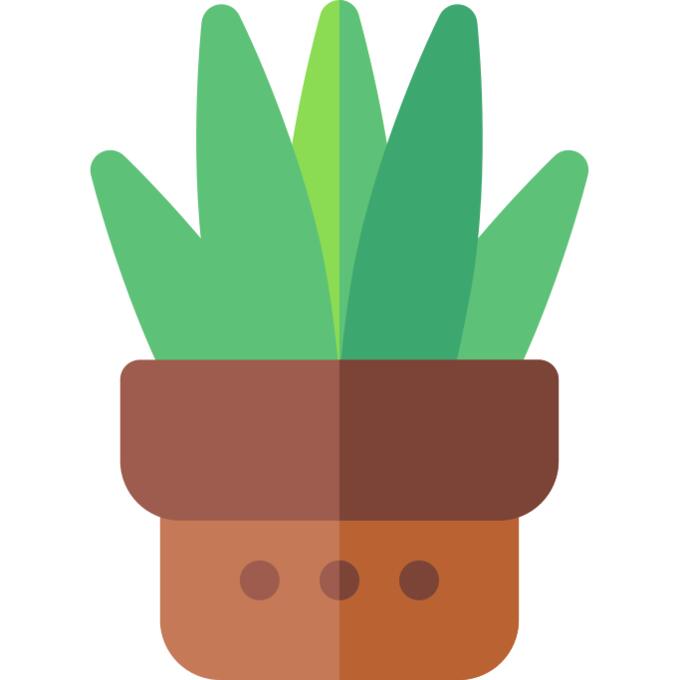 Sansevieria trifasciata