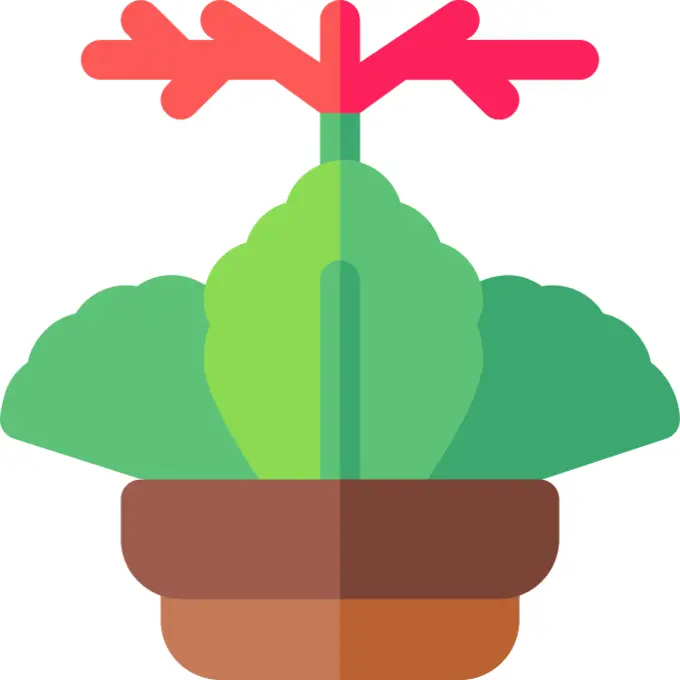 Kalanchoe