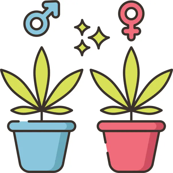 Weed