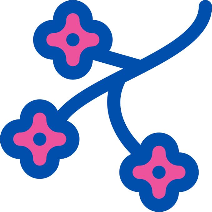 Cherry blossom