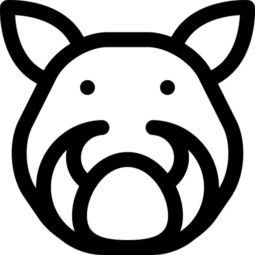 Boar