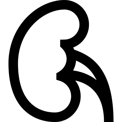 Kidney
