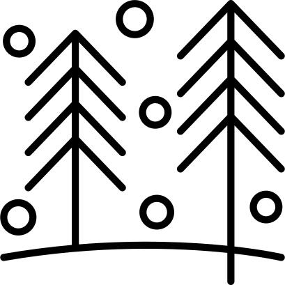 Pine