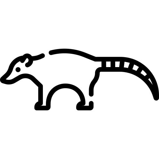 Coati