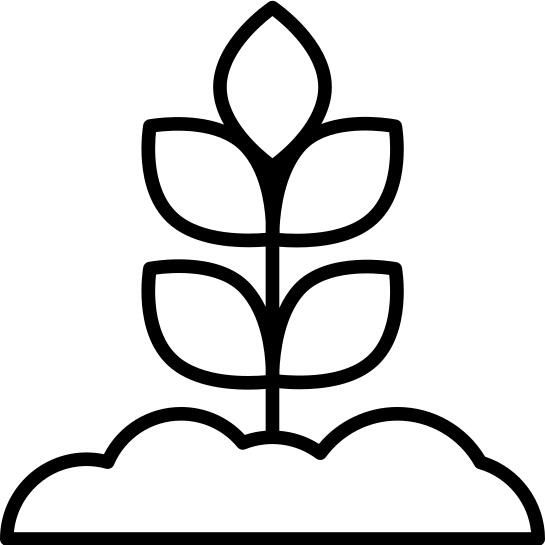 发芽