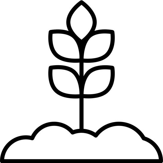 发芽