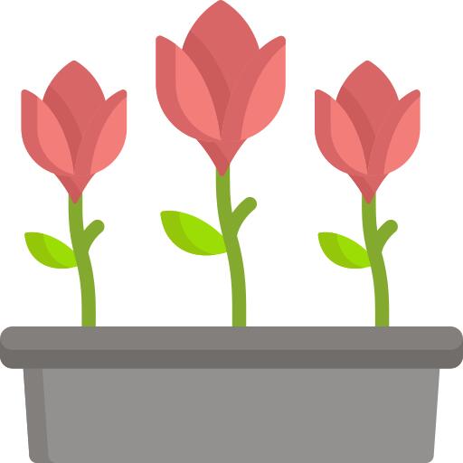 Tulips