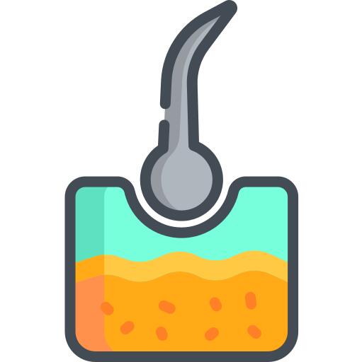 表皮