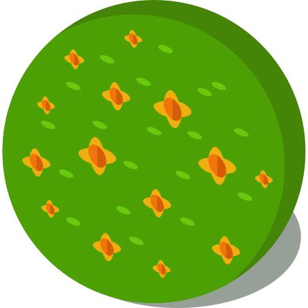 Bush