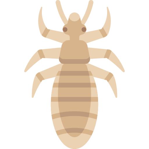 Louse