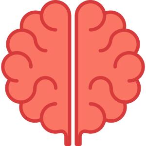 人类的大脑