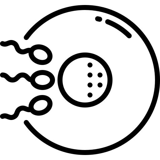 Spermatozoon