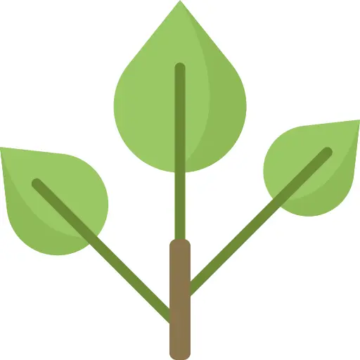 Branch
