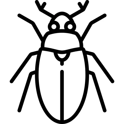 Beetle