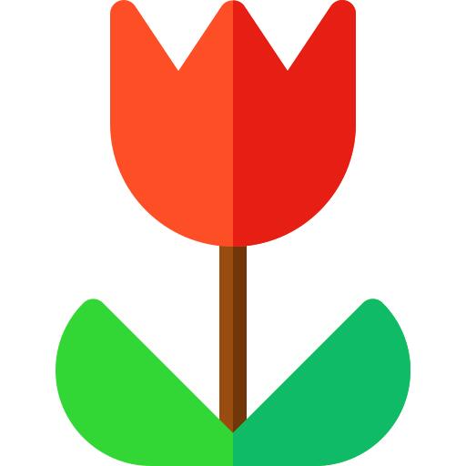 郁金香