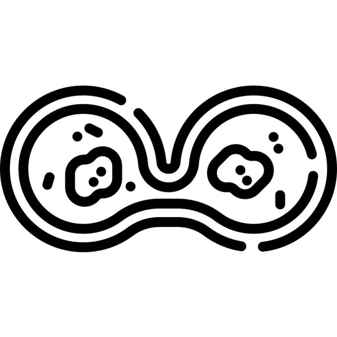Amoeba