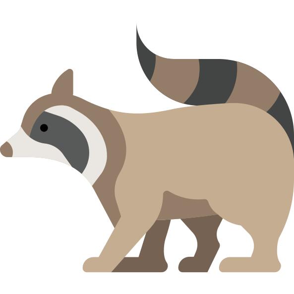 Raccoon
