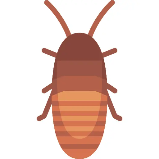 Madagascar hissing cockroach