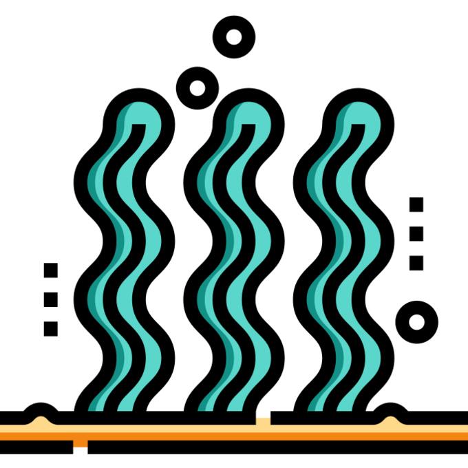 海草