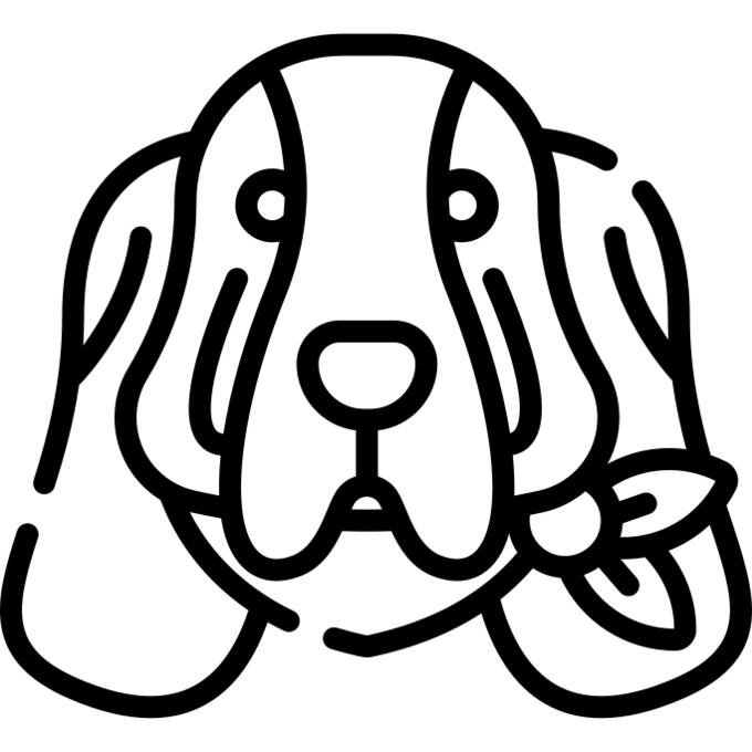 巴吉度猎犬