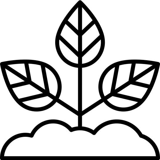 发芽