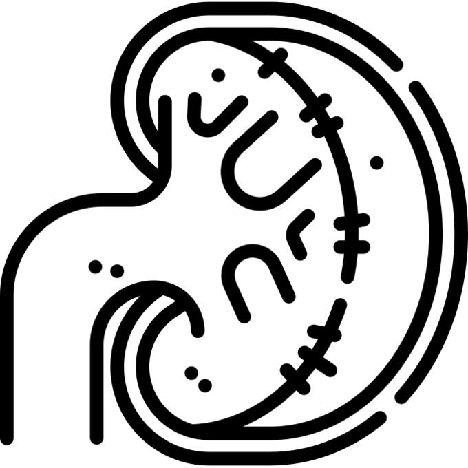 Kidney