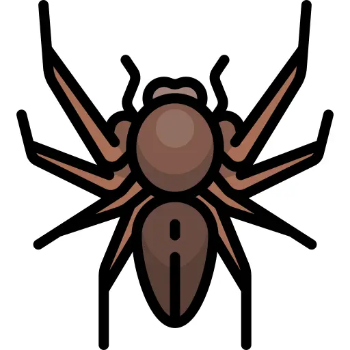 Spider