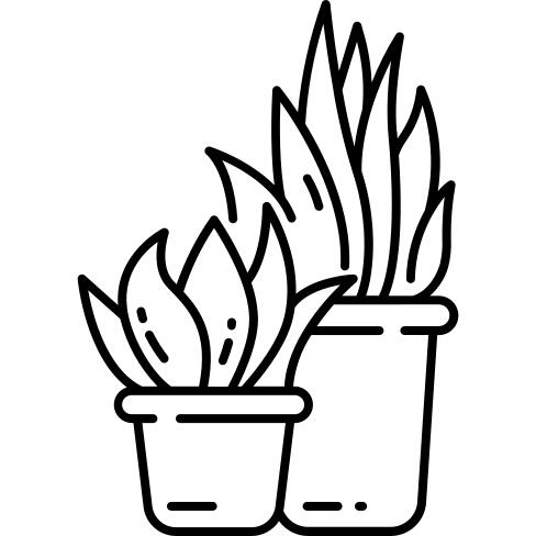 植物