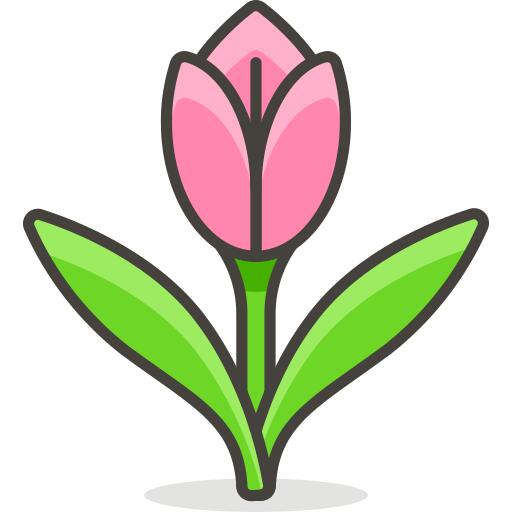 郁金香