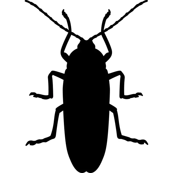 Cockroach silhouette
